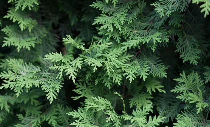 Evergreen Governance